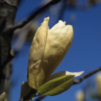 Magnolia 'Yellow Lantern'