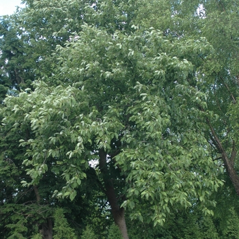 Magnolia acuminata