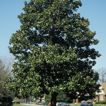 Magnolia grandiflora