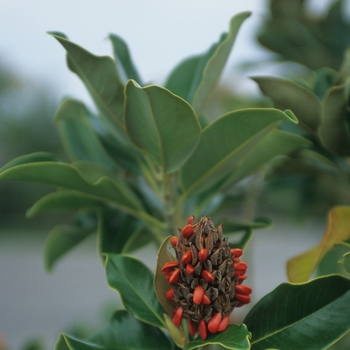 Magnolia grandiflora 'Claudia Wannamaker' 