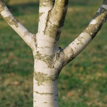 Magnolia hypoleuca