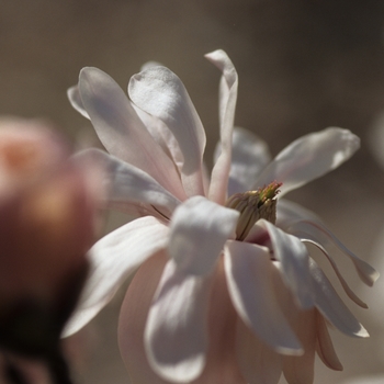 Magnolia kobus var. stellata 'Kikuzaki' 