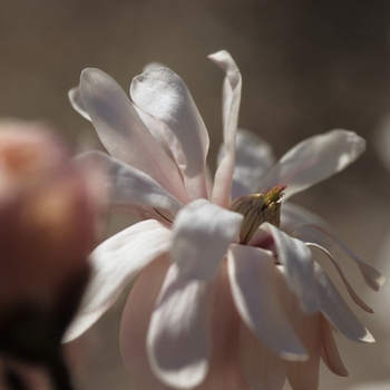 Magnolia kobus var. stellata 'Kikuzaki'