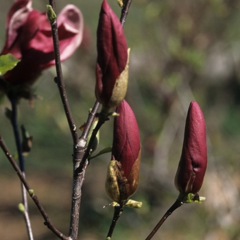 Magnolia liliiflora 'O'Neill'