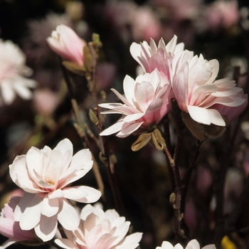 Magnolia x loebneri 'Leonard Messel' 