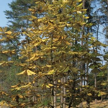 Magnolia macrophylla