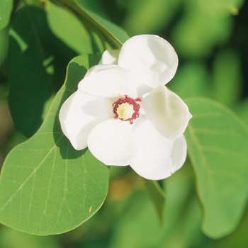 Magnolia sieboldii 