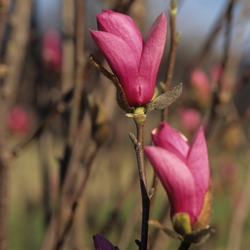 Magnolia x soulangeana 'Alexandrina' 