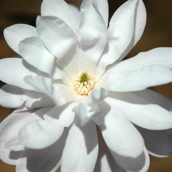 Magnolia stellata 'Waterlily' 