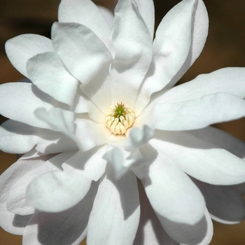 Magnolia stellata 'Waterlily'