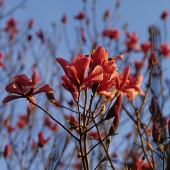 Magnolia 'Galaxy'