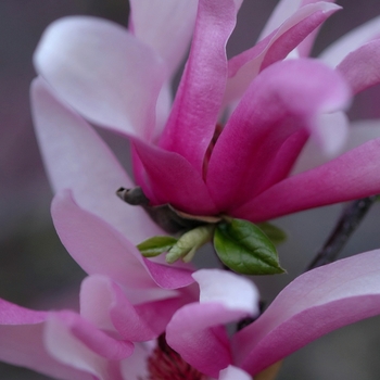 Magnolia 'Randy' 