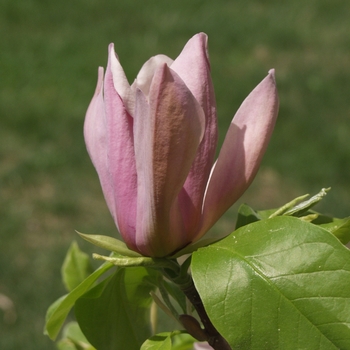 Magnolia acuminata 'Eva Maria' 