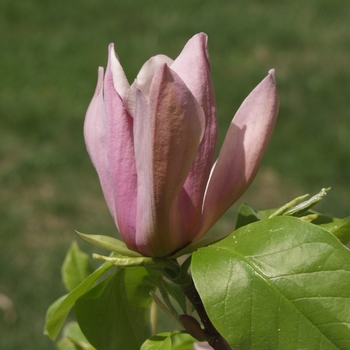 Magnolia acuminata 'Eva Maria'