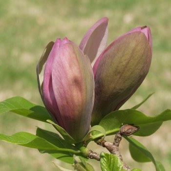 Magnolia x brooklynensis 'Woodsman' 