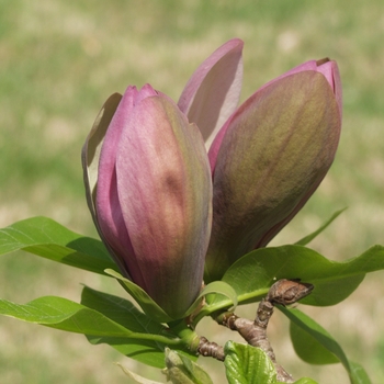 Magnolia x brooklynensis 'Woodsman'