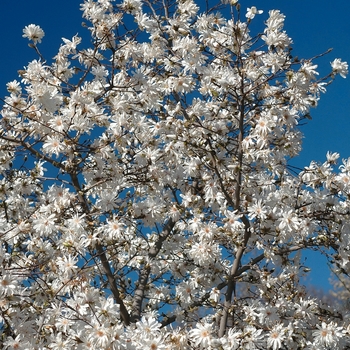 Magnolia x loebneri 'Spring Joy'