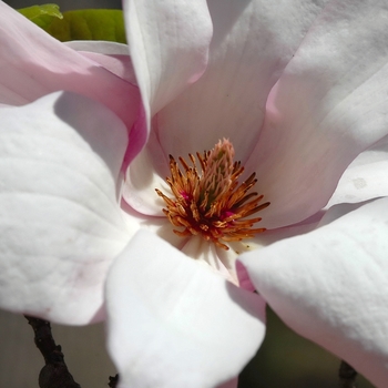 Magnolia x soulangeana 'Coates' 