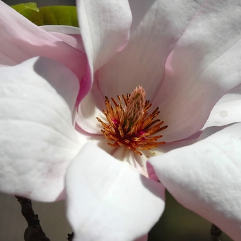 Magnolia x soulangeana 'Coates'