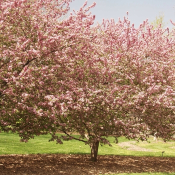 Malus 'Adams'