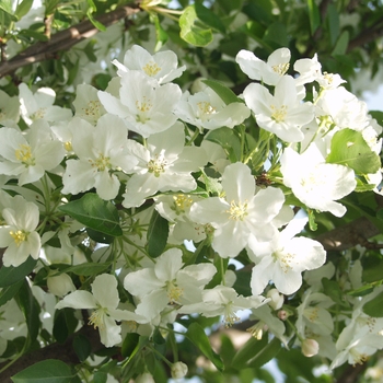 Malus 'Adirondack'