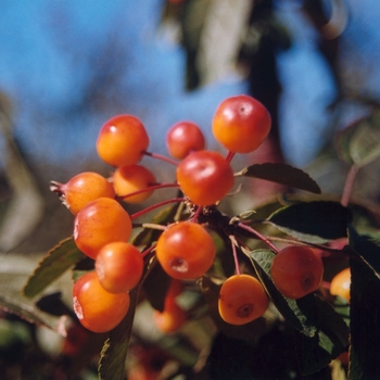 Malus 'American Masterpiece®'