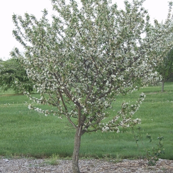 Malus 'Amberina'