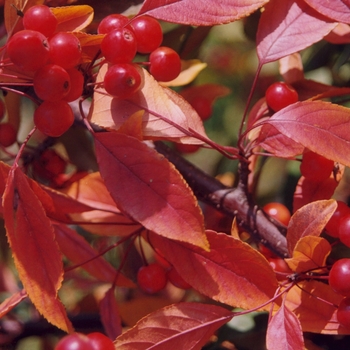 Malus 'Amsalzam' 