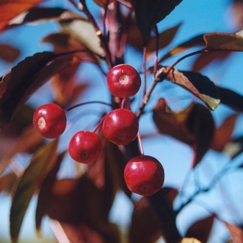 Malus 'Amertrizam' 