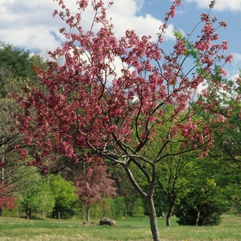 Malus 'Barbara Ann' 