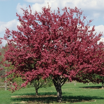 Malus 'Burgundy' (033572)