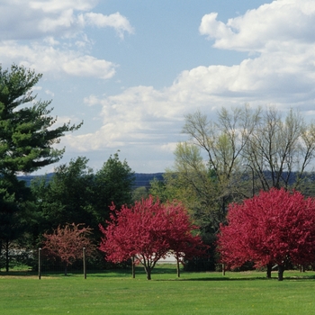Malus 'Burgundy' (033573)