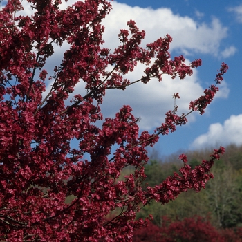 Malus 'Burgundy' (033574)
