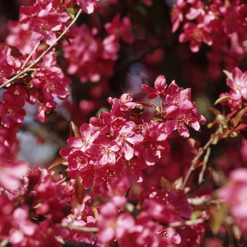 Malus 'Burgundy'