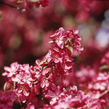 Malus 'Burgundy' (033576)