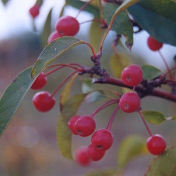 Malus 'Canterzam' 