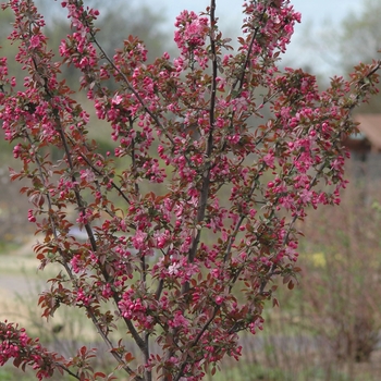 Malus 'Cardinal' 