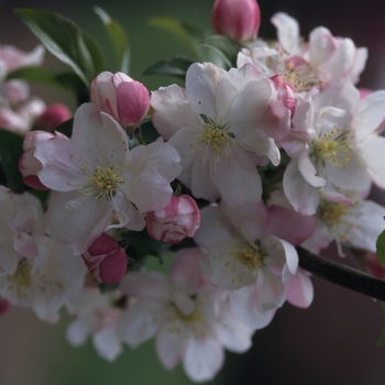 Malus 'White Cascade®'