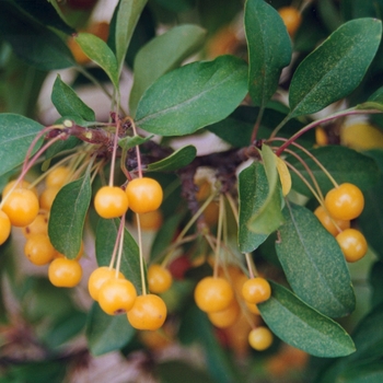 Malus 'Cinzam' 