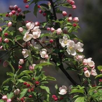 Malus 'David' 