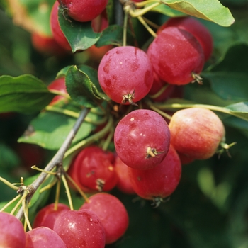 Malus 'Pink Glow'