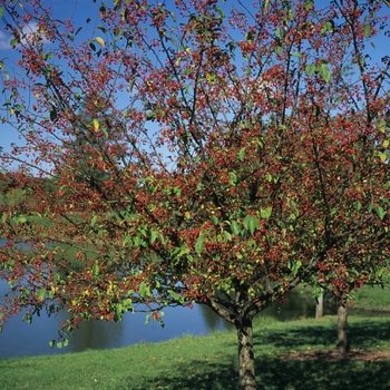 Malus 'Donald Wyman' 