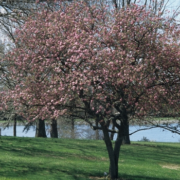 Malus 'Dorothea' 