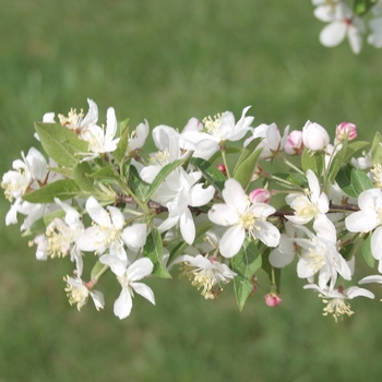 Malus 'Doubloons' 