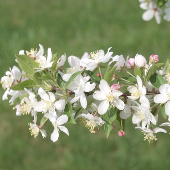 Malus 'Doubloons'