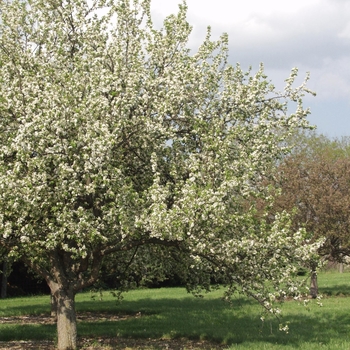 Malus 'Ellen Gerhart' 