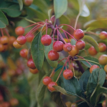 Malus 'Excazam'