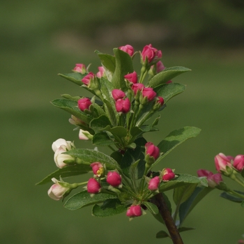 Malus sargentii 'Firebird®'