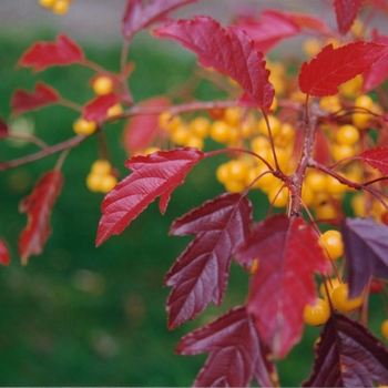 Malus 'Golden Raindrops®'