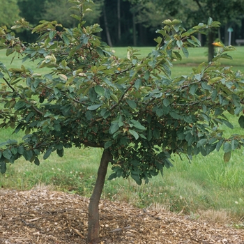 Malus 'Guinzam' 